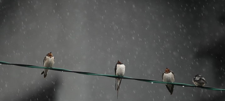 제주 시내 주택가 전선 위에 제비들이 앉아 휴식을 취하고 있다.