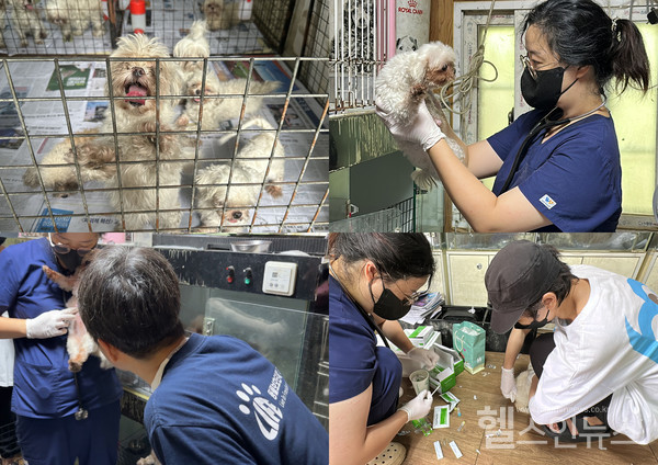 3일경기도화성시팔탄면의개번식장에서잠실동물병원김정희수의사마이펫플러스관계자들이의료봉사를하고있다.