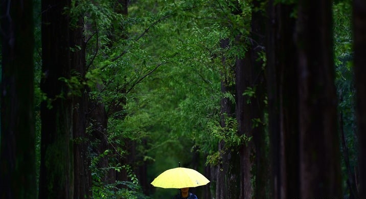 가을비가 내린 지난달 29일 오후 대구 달서구 호산공원에서 우산을 쓴 한 시민이 메타세콰이어 숲길을 걷는 모습.