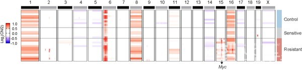 저항성을획득한암조직에서특이적으로관찰되는Myc유전자증폭
