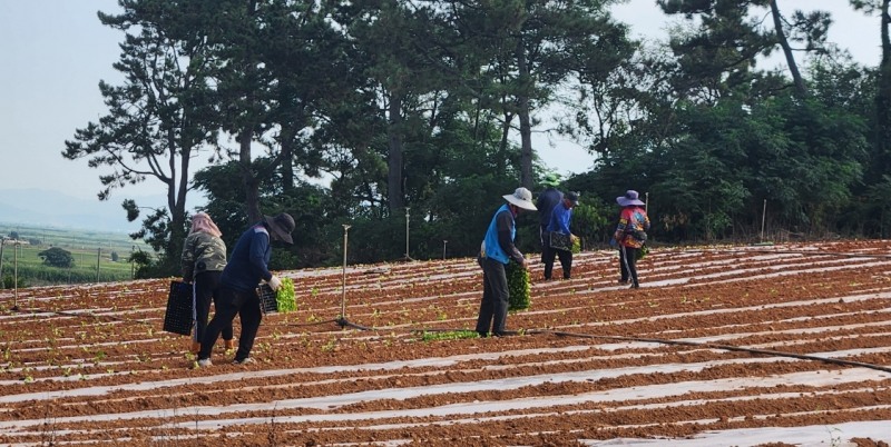 상생일자리 참여 구직자 배추정식 / 사진=해남군 제공