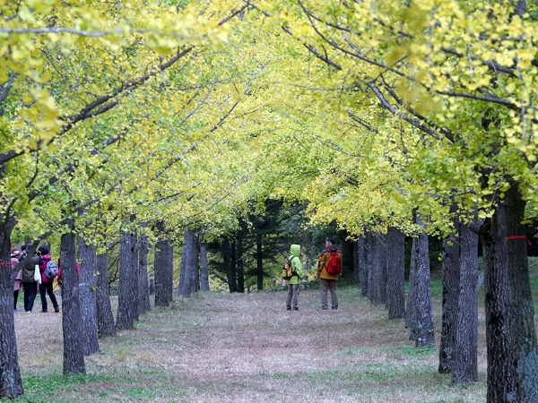 홍천 가을명소‘홍천 은행나무숲’무료개방