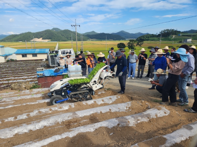 배추 기계화 표준모델 현장 실증 연구 / 사진=진도군 제공