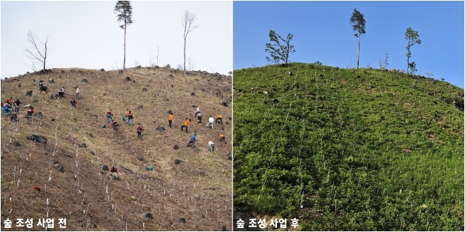 숲 조성 사업 전후 사진 / 사진=하이트진로 제공