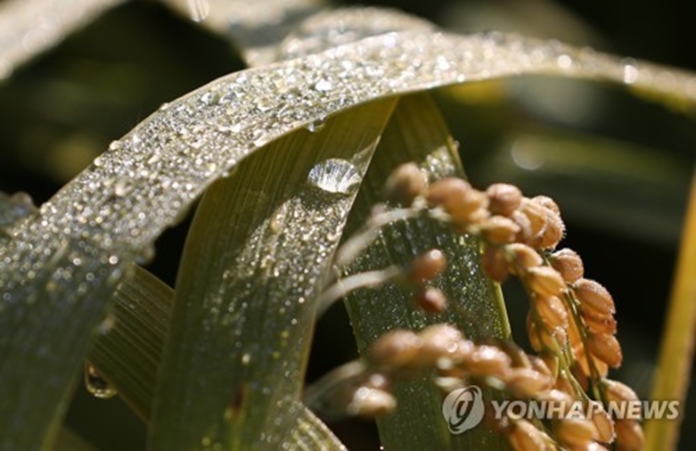 이슬 맺힌 벼(사진=연합)