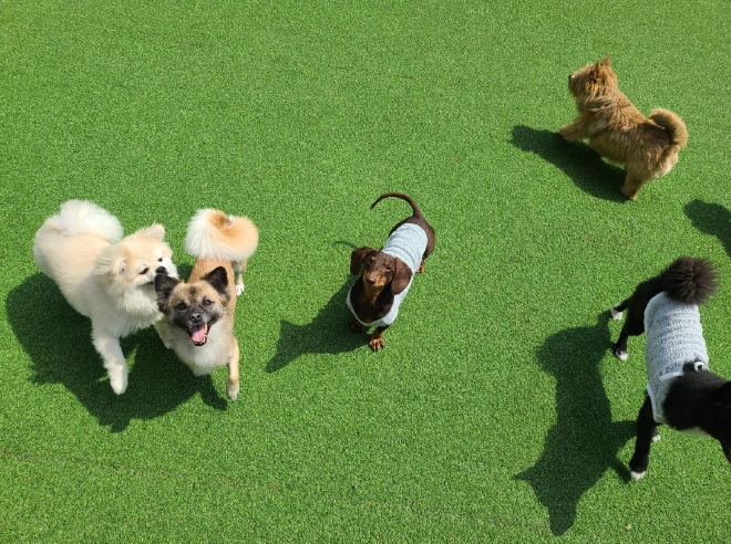 아이조아 보호소, 파양 아픔 겪은 ‘강아지·고양이입양보내기’ 진행