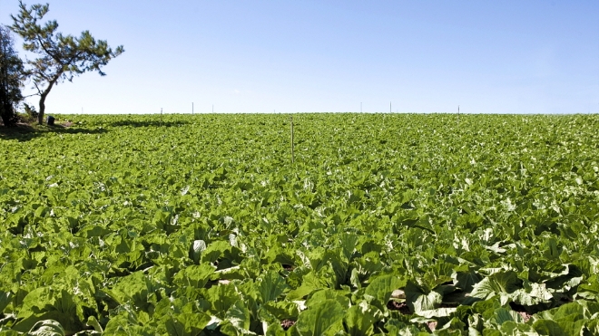 배추밭 전경 / 사진=해남군 제공