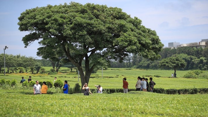 제주 서귀포시 안덕면 오설록 녹차밭을 찾은 관광객들이 산책을 하며 즐거운 시간을 보내고 있다.