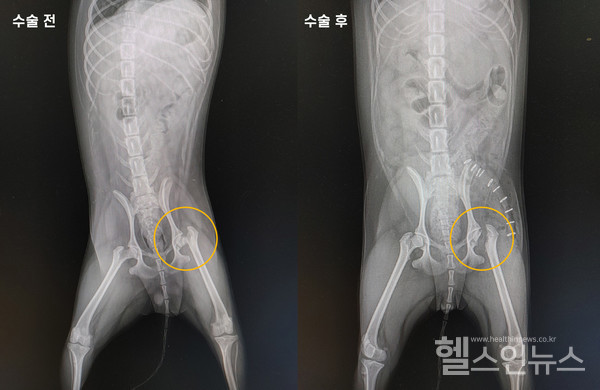 대퇴골두제거수술전(왼쪽)과후(오른쪽)모습(제공:쿨펫동물병원오리역점)