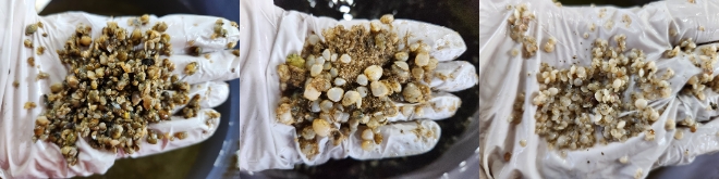 어린 바지락, 동죽, 가무락 / 사진=경기도 제공