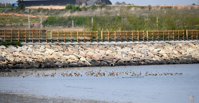 신안갯벌 / 사진=신안군 제공