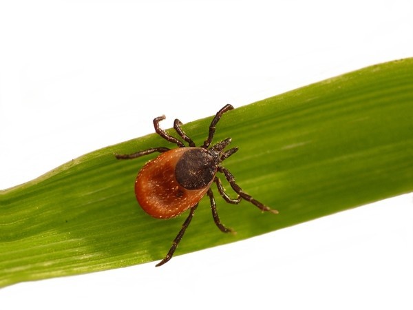 클립아트코리아