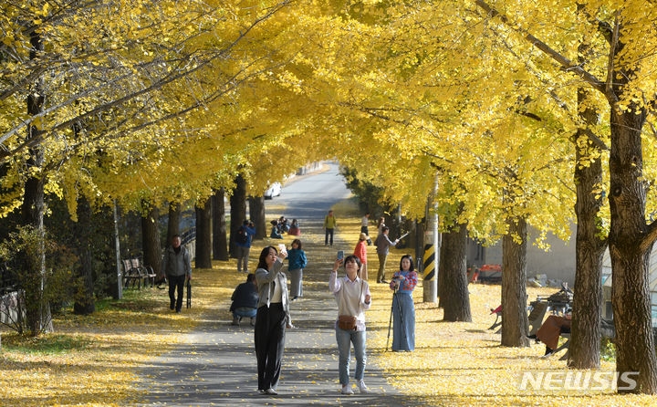 지난 1일 경남 거창군 거창읍 의동마을 은행나무길이 노랗게 물들며 가을 정취를 물씬 풍기고 있다. (사진=거창군제공)