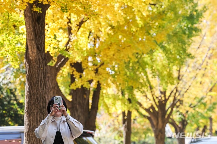 지난 2일 오전 서울 종로구 삼청동 문화거리에 한 시민이 노랗게 물든 은행나무 단풍을 찍는 모습.