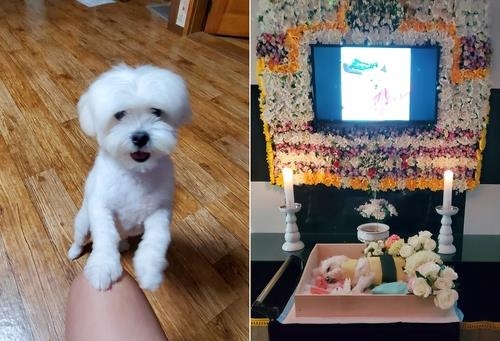 생전 두유 모습(왼쪽)과 숨진 뒤 장례를 치르는 모습(오른쪽)(두유 가족 측 제공)