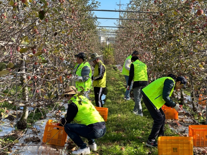 NH농협은행 여신심사부문 임직원들이 사과 수확 작업에 힘을 쏟고 있다. / 사진=NH농협은행 제공