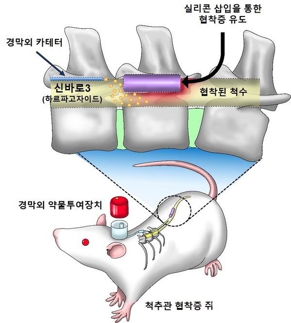 실험에활용된동물실험모델
