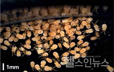 털진드기성충(출처:질병관리청)