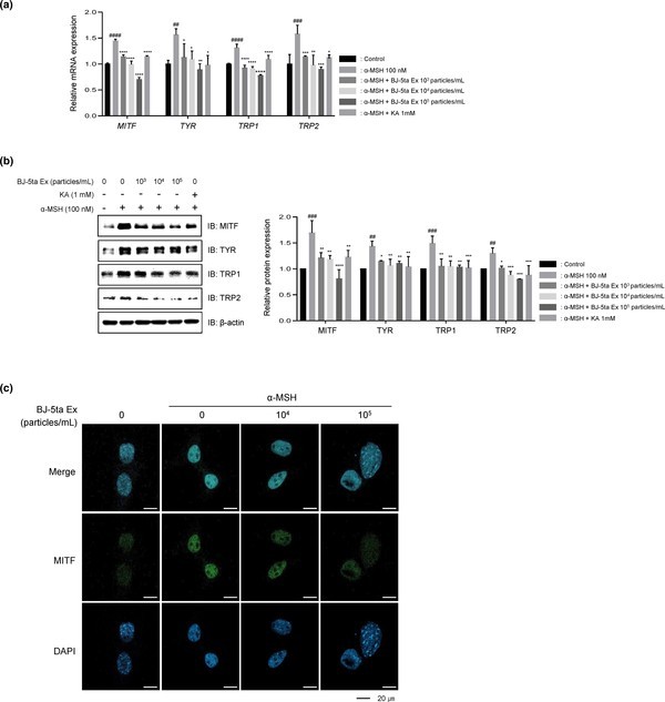 세포실험에서엑소좀(BJ-5ta-Ex)의미백관련단밸질및유전자변화