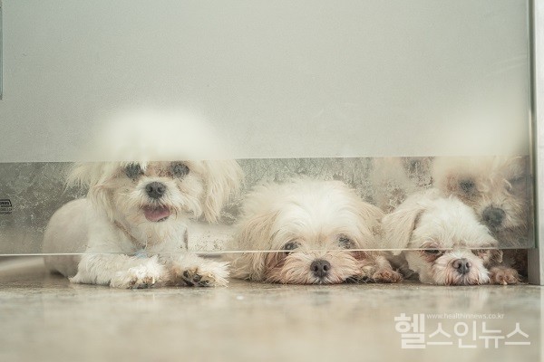 입양공감힐링열차여행