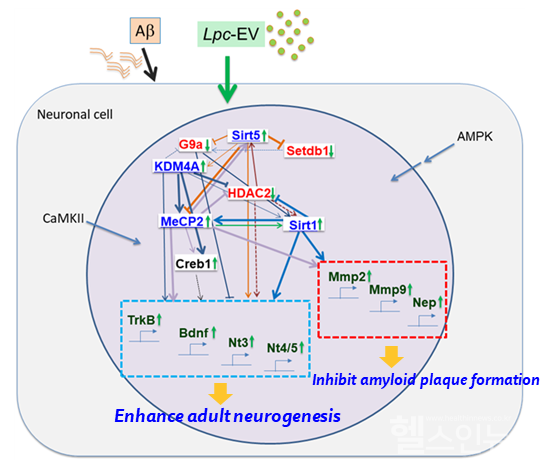 알츠하이머치매에대한락토바실러스EV(Lpc-EV)의작용기전(엠디헬스케어제공)