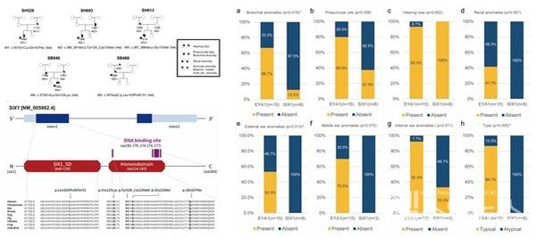 한국인최초SIX1돌연변이에의한아가미-귀-콩팥증후군코호트제시(좌측),EYA1코호트와의비교분석을통해SIX1돌연변이는‘비증후군성난청’혹은‘비정형아가미-귀-콩팥증후군’과같은경한임상표현형과연결됨을확인함(우측)