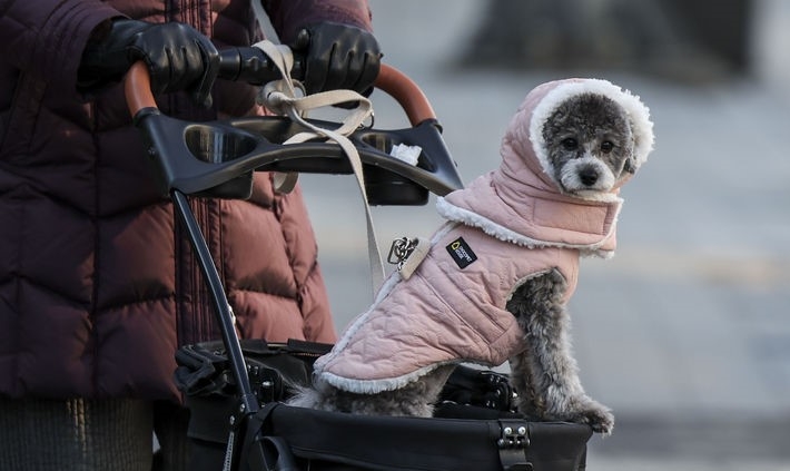 서울과 수도권에 한파주의보가 내려진 지난 24일 서울 양천구 서울남부지방법원 인근에서 겨울옷을 입은 강아지가 주인과 이동하는 모습.