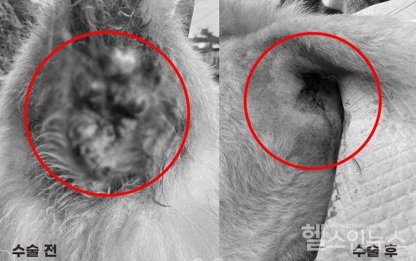 강아지악성항문종양수술전후(사진제공::플러스동물메디컬센터)