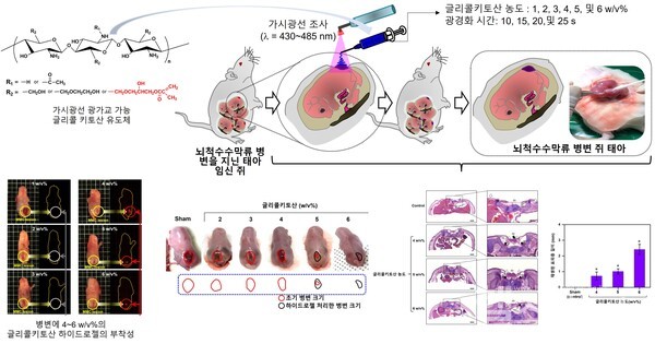 뇌척수수막류병변을지닌쥐태아의가시광선광감응성글리콜키토산하이드로젤의치유능을보여주는결과
