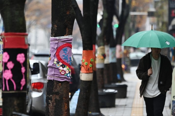 겨울을 재촉하는 비가 내린 지난 27일 경기도 수원시 영통구 망포역 인근 거리에서 우산을 쓴 시민이 뜨개옷을 입은 가로수길을 걷는 모습.