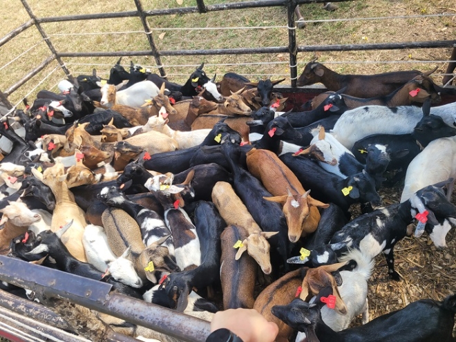 ▲ 조합에 대여를 앞두고 있는 염소