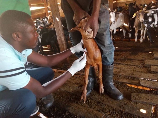 ▲ 백신 접종 중인 염소
