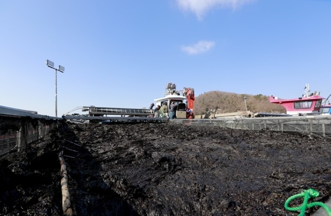 물김 / 사진=완도군 제공