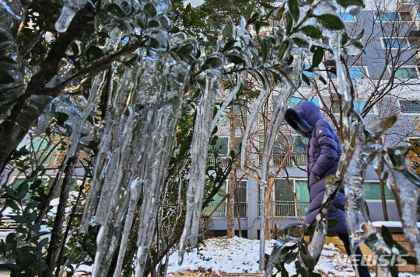 전국 대부분 지역에 한파특보가 발효된 17일 경기도 수원시 영통구 한 아파트단지 나뭇가지에 고드름이 매달려 있다.
