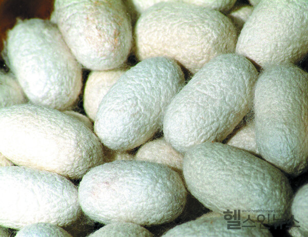 누에고치(출처:클립아트코리아)