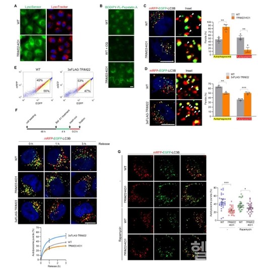 TRIM22단백질이오토파고좀에존재하는GABARAPs단백질및리소좀에존재하는PLEKHAM1단백질과결합해오토파지활성을조절하고있음을확인할수있다.