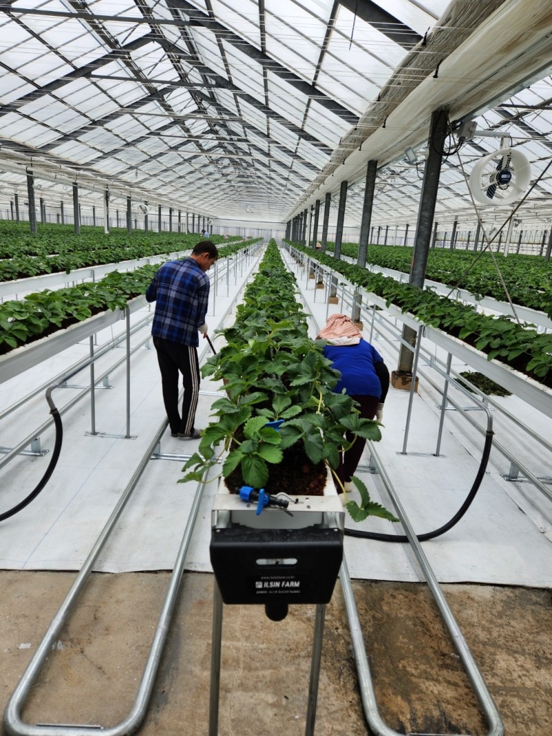 전남 장성 윤혜영 딸기 농가, 여수딸기모찌와의 생딸기 공급 계약 체결