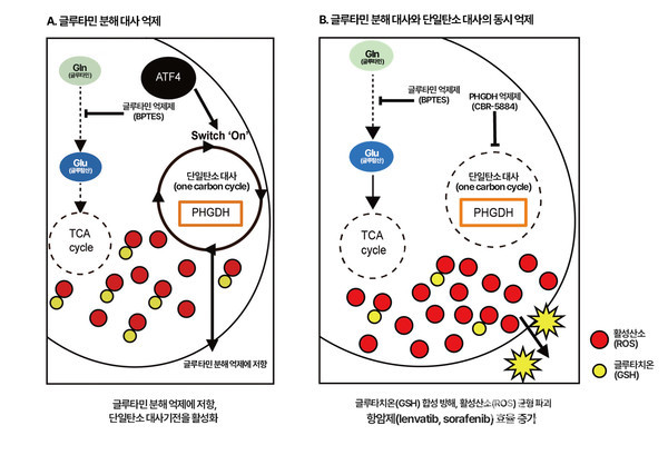 글루타민분해대사만억제했을경우단일탄소대사기전을활성화하여암세포가생존했으나(A),글루타민분해효소와단일탄소대사를동시에억제했더니활성산소균형이무너져암세포가사멸하고항암제치료효율이증가했다(B).