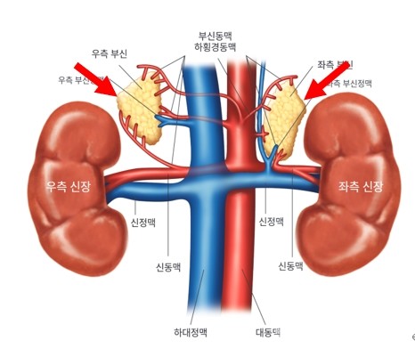 부신위치(출처:내분비대사학3판)