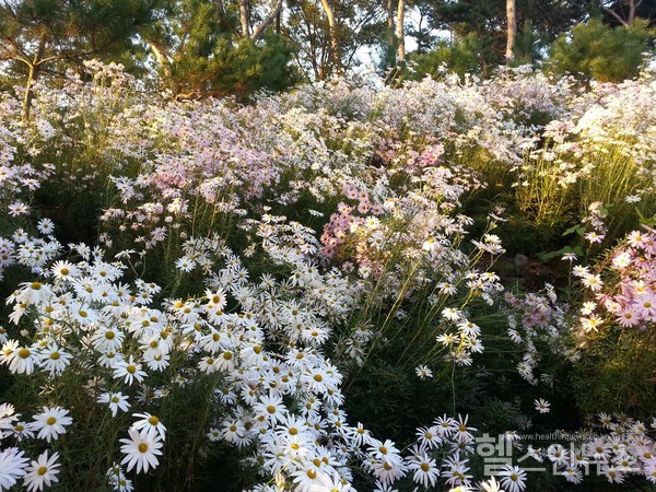 그린캠페인으로조성된구절초동산