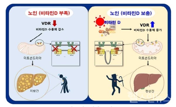 연구결과모식도