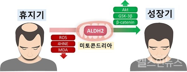 ALDH2활성화통해산화스트레스감소를감소시키고베타카테닌을증가시킴으로써모낭을성장기로회복시킬수있다.
