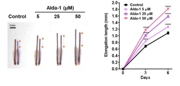 인간모낭기관배양모델에서ALDH2활성화제(Alda-1)처리후성장한머리카락의길이비교
