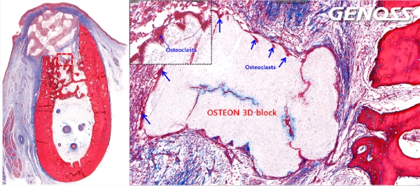 제노스, 영상부터 조직병리 분석까지…비임상 CRO 서비스 눈길
