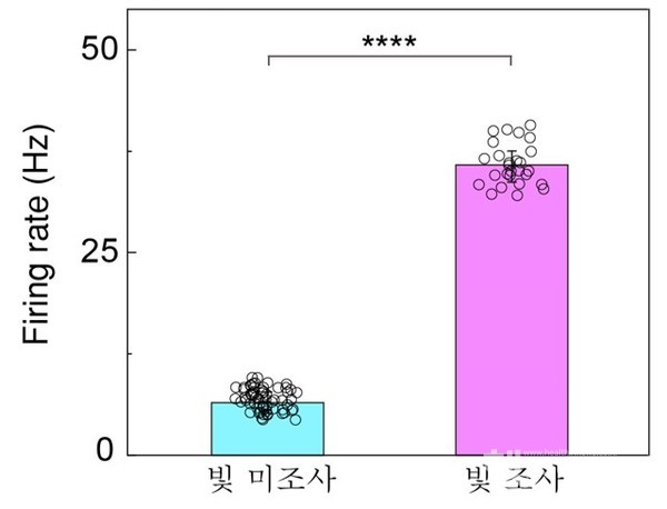 소프트인공망막을이식한망막에빛을비추었을때빛을받은부분에서약4배큰망막신호가확인됐다.