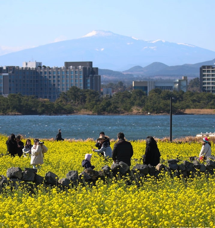 낮 기온이 크게 오르며 포근한 날씨를 보인 지난 14일 오후 제주 서귀포시 성산읍 성산일출봉 인근 유채꽃밭을 찾은 관광객들이 이른 봄꽃을 감상하며 즐거운 시간을 보내고 있다.
