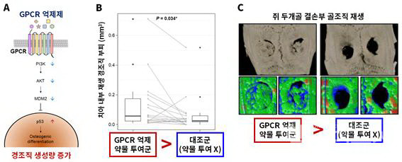 (A)GPCR억제제를투여하면세포내신호전달체계를따라PI3K,AKT,MDM2단백질이순차적으로감소하고,결과적으로p53단백질이증가하여줄기세포의경조직생성세포로의분화를촉진한다.(B)성견치아에GPCR억제약물을투여한경우투여하지않은대조군과비교하여많은양의경조직이재생되는것을확인했다.(C)쥐두개골결손부에GPCR억제약물을투여한경우투여하지않은대조군과비교하여많은양의골조직이재생되는것을확인했다.