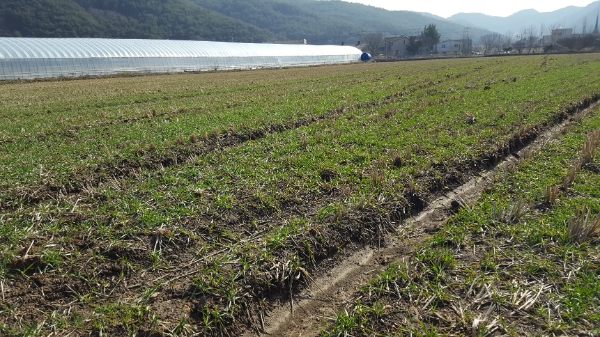 밀 재배단지 / 사진=화순군 제공