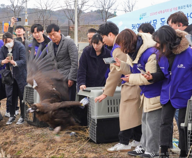 효성은 독수리, 큰기러기, 큰고니 등 멸종위기종 및 천연기념물로 지정된 겨울철새의 원활한 겨울나기를 위한 먹이지원 활동에 나섰다고 5일 밝혔다. 사진은 지난 2일 효성 임직원들이 세계습지의 날을 기념해 화포천습지생태박물관 일원에서 아사 위기에서 구조 및 치료한 독수리 3마리를 자연으로 다시 돌려보내는 모습. (사진 = 효성 제공)