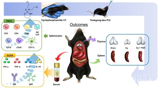 육공단투여에따른실험쥐의면역세포및조직의변화
